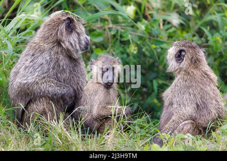 Uganda, distretto di Rubirizi, Katunguru, Parco Nazionale della Regina Elisabetta, baboon Foto Stock