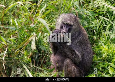 Uganda, distretto di Rubirizi, Katunguru, Parco Nazionale della Regina Elisabetta, baboon Foto Stock