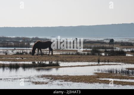 Cavalli nella riserva naturale costiera di Stanpit Marsh, Christchurch, Dorset, Regno Unito Foto Stock