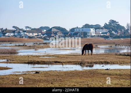 Cavalli nella riserva naturale costiera di Stanpit Marsh, Christchurch, Dorset, Regno Unito Foto Stock