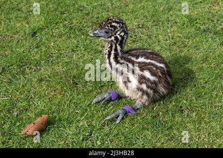 Il pulcino di tre giorni dell'incubatore hatched emu ha la prima esperienza di outdoor. Foto Stock