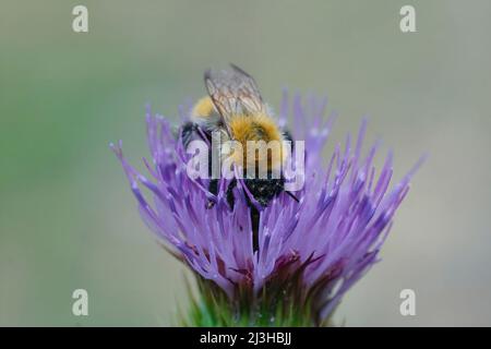 Primo piano su un bumblebee comune, Bombus pascuorum bere nettare da un fiore porpora cardo nel campo Foto Stock