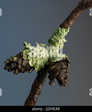 Lichen che cresce su coni e ramoscelli se Virginia shortleaf pino (Pinus echinata). Foto Stock