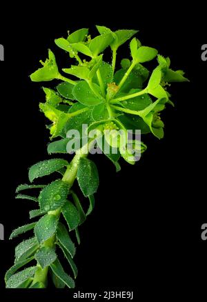Vista ravvicinata della testa del fiore di mirto (mirsiniti di Euphorbia) con sfondo nero. Foto Stock