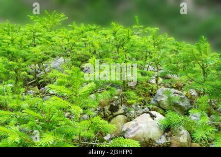 Foresta verde fresca con giovani conifere segheria, Baviera, Germania Foto Stock