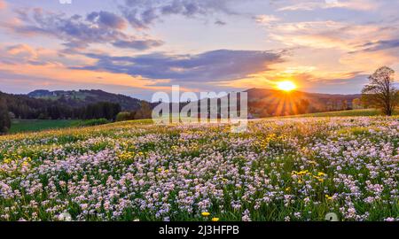 Colorato prato di primavera con fiori di cucù e dente di leone in Allgäu rurale al tramonto, Baviera, Germania, Europa Foto Stock