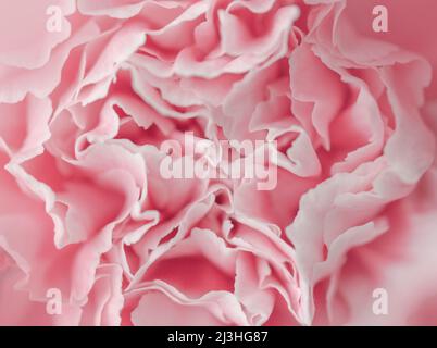 primo piano estremo di fiore rosa. sfondo floreale Foto Stock