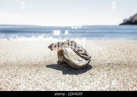 Oyster sulla riva del mare Foto Stock