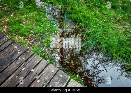 Passerella attraverso la foresta di uccelli Carpazi nella bruferia rossa nei monti Hessian Rhön Foto Stock