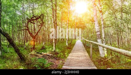 Passerella attraverso la foresta di uccelli Carpazi nella bruferia rossa nei monti Hessian Rhön Foto Stock