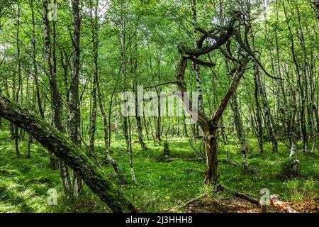 Carpazi Birch Forest nel Red Moor, sulle montagne Hessian Rhön Foto Stock