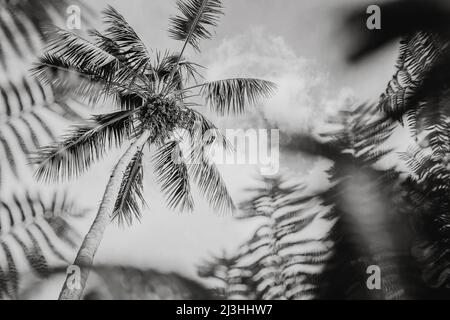 Forter's Kentia, Howea forsteriana, palme, Giardino Botanico, Monte, Funchal, Madeira, Portogallo, Europa Foto Stock