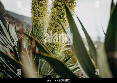 Coda del leone Agave, Agave attenuata, Miradouro do Véu da Noiva, Seixal, Madeira, Portogallo, Europa Foto Stock