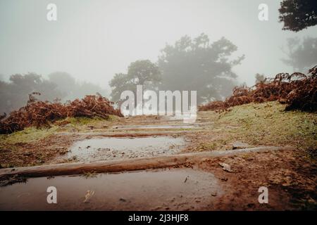 Sentiero escursionistico attraverso la foresta di alloro, posto Florestal Fanal, Fanal, Madeira, Portogallo, Europa Foto Stock