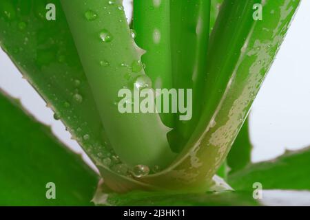 Aloe vera fiore primo piano con fuoco selettivo su sfondo bianco. Foto Stock