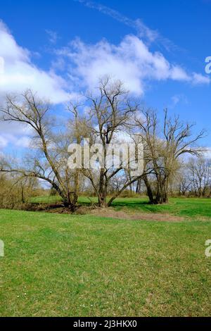 NSG Mainaue, nei pressi di Augsfeld, tra la città di Hassfurt e Knetzgau, contea di Hassberge, bassa Franconia, Baviera, Germania Foto Stock