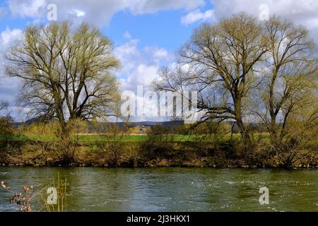 NSG Mainaue, nei pressi di Augsfeld, tra la città di Hassfurt e Knetzgau, contea di Hassberge, bassa Franconia, Baviera, Germania Foto Stock