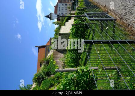 Chiesa del monastero francescano di Zeitz, Burgenlandkreis, Sassonia-Anhalt, Germania Foto Stock