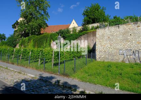 Chiesa del monastero francescano di Zeitz, Burgenlandkreis, Sassonia-Anhalt, Germania Foto Stock