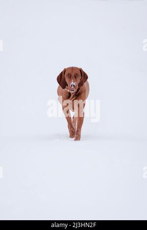 cane a piedi sulla neve Foto Stock