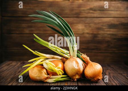 Un mucchio di cipolle biologiche con germogli verdi su sfondo scuro. Cipolla vecchia con radici e frecce verdi. Periodo di primavera dell'agricoltura. Cibo biologico backgroun Foto Stock