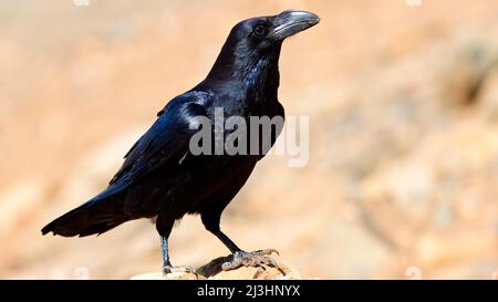 Spagna, Isole Canarie, Fuerteventura, ViewPoint, Mirador de la Penitas, Raven, Foto Stock