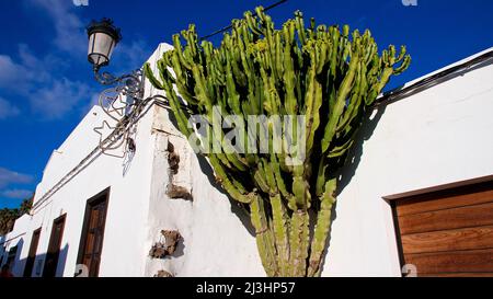 Isole Canarie, Lanzarote, isola vulcanica, a nord dell'isola, città oasi, Haria, grande cactus verde di fronte a casa bianca, cielo blu Foto Stock