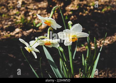 Naffodils bianchi e arancioni, opachi con vignette Foto Stock