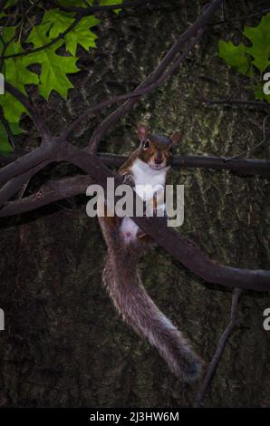 Central Park West, quartiere storico, New York City, NY, USA, Scoiattolo grigio orientale in Central Park, New York City scoiattolo grigio orientale (Sciurus carolinensis), noto anche come scoiattolo grigio semplice in Central Park Foto Stock