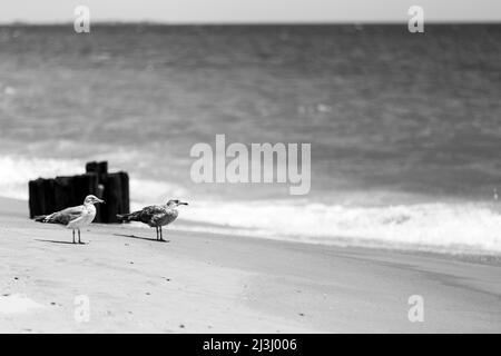 Camp Rockaway FORT TILDEN, New York City, NY, USA, due gabbiani sulla spiaggia Foto Stock