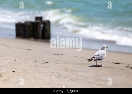 Camp Rockaway FORT TILDEN, New York City, NY, Stati Uniti d'America, Un gat Seagull alla spiaggia di osservazione l'oceano e si chiede, perché quel tipo mi fotografa? Foto Stock