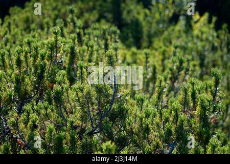 Austria, Salzburger Land, Pinzgau, Litzlkogel, 1625m, Pino di montagna, pino di montagna, Pinus mugo Foto Stock