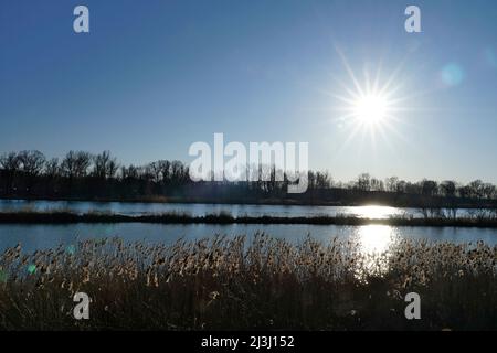 Germania, Baviera, alta Baviera, distretto di Altötting, Neuötting, Inn, Innauen, fiume, acqua vecchia, canne, luce solare, retroilluminazione Foto Stock