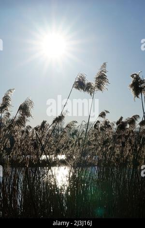 Germania, Baviera, alta Baviera, distretto di Altötting, Neuötting, Inn, Innauen, fiume, acqua vecchia, canne, luce solare, retroilluminazione Foto Stock