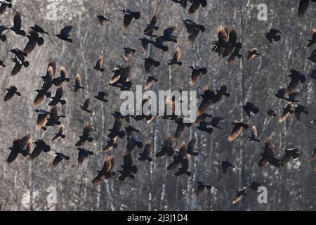 Rooks, Corvus frugilegus, gregge in volo Foto Stock