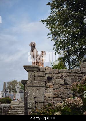 Due cani sul muro del cimitero a Locronan nel dipartimento del Finistère in Bretagna. L'ambientazione storica di Locronan è presente in molte produzioni cinematografiche e televisive. Locronan è una destinazione popolare per le escursioni. Foto Stock