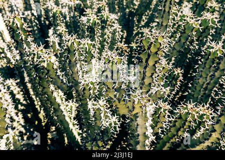 Cactus Texture sfondo naturale deserto pianta in Messico Foto Stock