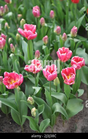 Tulipa rosa (Tulipa) Cracker Parrot fiore in un giardino nel mese di marzo Foto Stock