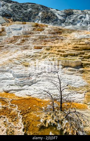 Terrazze in travertino Mammoth nel Parco Nazionale di Yellowstone Foto Stock