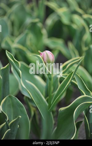 Tulipani doppi (Tulipa) a fiore di peonia rosa e bianca, che a marzo fioriscono in un giardino una sensazione di abbagliamento con foglie variegate Foto Stock