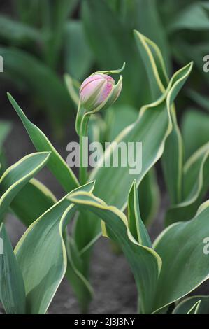 Tulipani doppi (Tulipa) a fiore di peonia rosa e bianca, che a marzo fioriscono in un giardino una sensazione di abbagliamento con foglie variegate Foto Stock