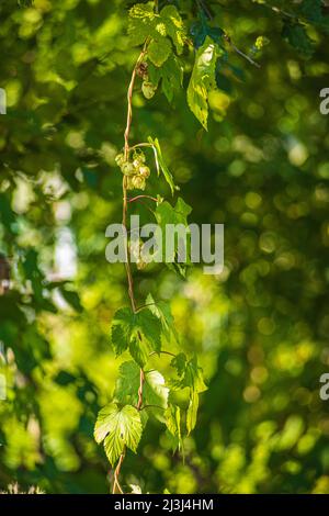 Hop umbel a fine estate, sfondo bokeh verde Foto Stock
