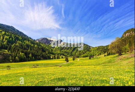 Primavera nella valle di Gunzesried. Prati fioriti e foreste verdi in una giornata di sole. Allgäu Alpi, Baviera, Germania, Europa Foto Stock