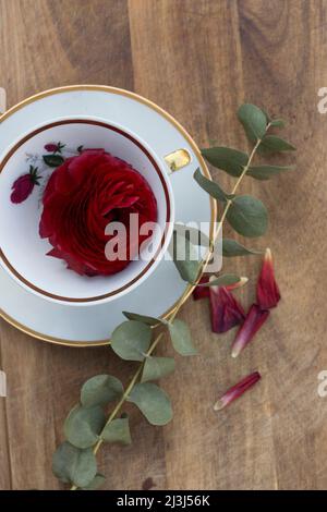 Rosso ranunculus fiore in tazza collezione antica Foto Stock