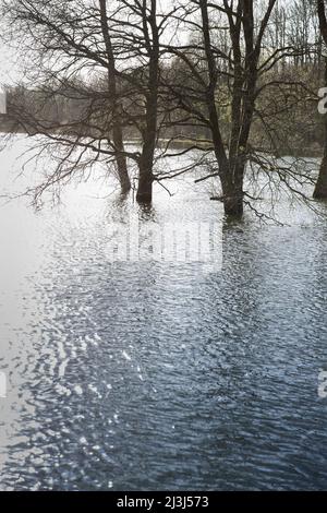 Alberi allagati nella diga di Bever a Hückeswagen, in Germania Foto Stock