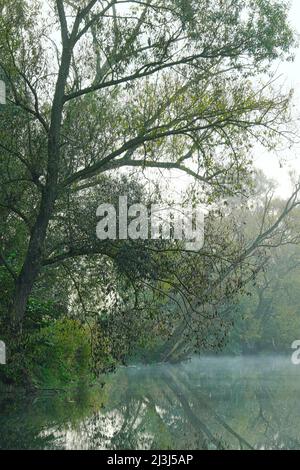 Europa, Germania, Assia, Marburger Land, nebbia mattutina nei prati del fiume Lahn vicino a Weimar, Foto Stock