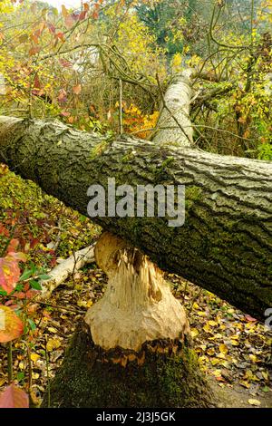 Europa, Germania, Assia, Lahn-Dill-Bergland, Gleiberger Land, Autunno nei prati del Lahn, riserva naturale 'ändchen' vicino Atzbach, castori che alimentano segni su legno di pioppo, alberi felluti Foto Stock