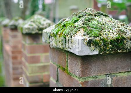 Muschio verde umido sulla superficie Beton all'esterno Foto Stock