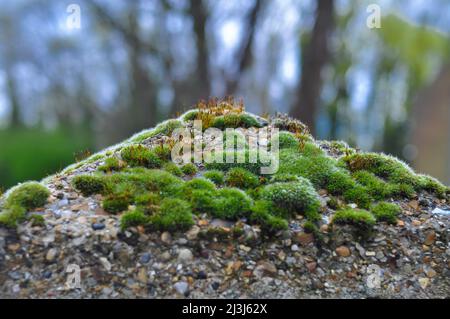 Muschio verde umido sulla superficie Beton all'esterno Foto Stock