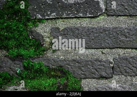 Muschio verde umido sulla superficie Beton all'esterno Foto Stock